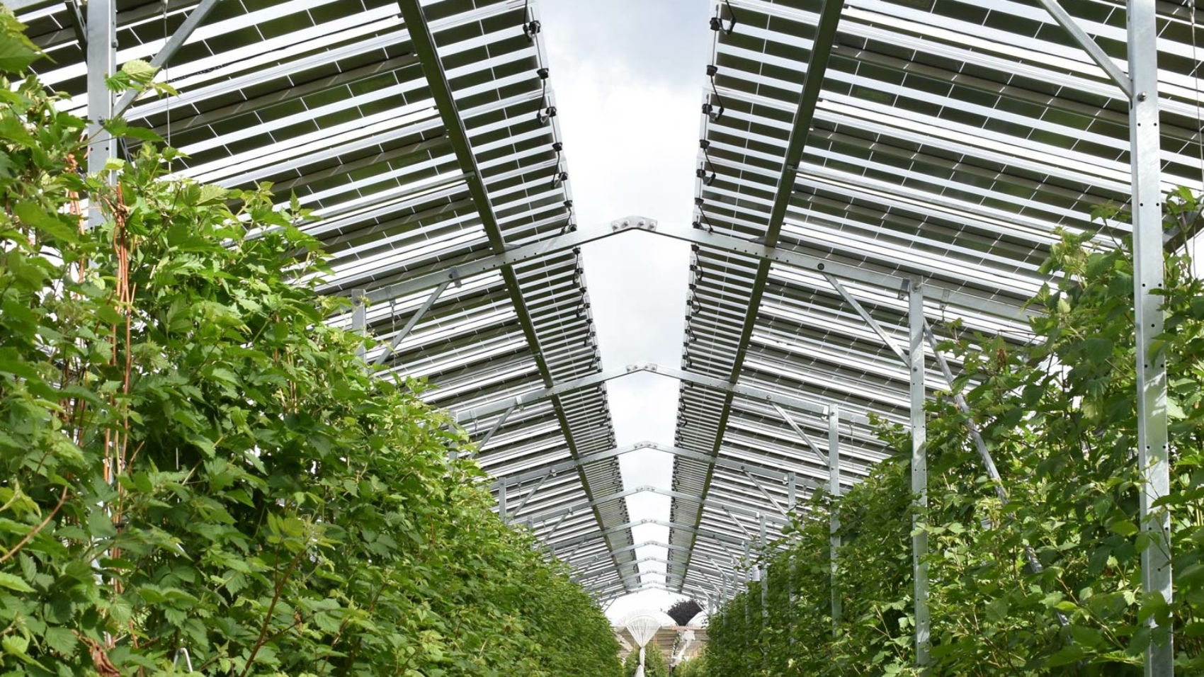 agrivoltaico